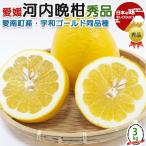 愛媛 河内晩柑 秀品 3kg