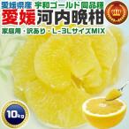 愛媛 河内晩柑 10kg 訳あり L〜3Lサイズ混合(バラ詰め) 宇和ゴールド同品種 愛媛県愛南町産 柑橘みかん 果物 フルーツ 家族向けギフトにも 送料無料