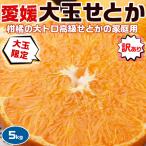 せとか みかん 柑橘 2L〜5Lサイズ 大玉 家庭用 5kg お買得 愛媛県産 紅まどんな 甘平 と並ぶ高級柑橘 送料無料
