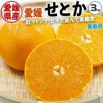 せとか みかん 家庭用 3kg 1箱 お買得 愛媛県産 柑橘 フルーツ S-4Lサイズお任せ 混合 高糖度 紅まどんな 甘平 と並ぶ高級柑橘 送料無料