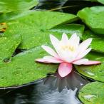 Yahoo! Yahoo!ショッピング(ヤフー ショッピング)（ アートパネル ） Petit Canvas Art 癒し 300x300mm ポスター アート インテリア 贈り物