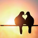 Yahoo! Yahoo!ショッピング(ヤフー ショッピング)（ アートパネル ） Petit Canvas Art ハートピジョン 300x300mm ポスター アート インテリア 贈り物