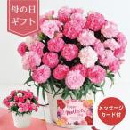 【母の日専用】ホシファーム カーネーション鉢植え「ホットハート」5号 (承り期間:5月2日まで) 母の日 ギフト プレゼント お花 生花 カーネーション 鉢植え