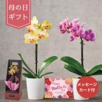 【母の日専用】マイクロ胡蝶蘭(ギフトボックス入)イエロー (承り期間:5月4日まで) 母の日 ギフト プレゼント お花 胡蝶蘭 マイクロ胡蝶蘭 卓上 ミニ かわい