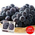 広島三次ピオーネ (7月下旬〜8月上旬より順次出荷予定) (承り期間:7月29日まで) 果物 フルーツ ブドウ 葡萄 高糖度 甘い 数量限定 産地直送