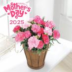 母の日 カーネーション鉢植え ホットハート 4号 母の日専用 ギフト 2025 Mother's Day 送料込 贈り物 感謝 ありがとう