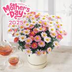 母の日 マーガレット鉢植え ストロベリーホイップ 5号 母の日専用 ギフト 2025 Mother's Day 送料込 贈り物 感謝 ありがとう
