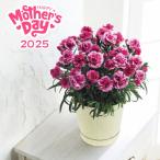 母の日 カーネーション鉢植え オルフィカ 5号 花 観葉植物 フラワーアレンジメント 母の日専用 ギフト 2025 Mother's Day 送料込 贈り物 感謝 ありがとう
