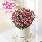 母の日 カーネーション鉢植え リトルウィッチ 5号 花 観葉植物 フラワーアレンジメント 母の日専用 ギフト 2025 Mother's Day 送料込 贈り物 感謝 ありがとう