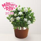 母の日 ガーデニア鉢植え 花 観葉植物 フラワーアレンジメント 母の日専用 ギフト 2025 Mother's Day 送料込 贈り物 感謝 ありがとう