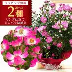 2種から選べる 薔薇 リング仕立て ツル ミニバラ 鉢植え 母の日 プレゼント 特大ボリューム満点 送料無料 鉢花 母の日ギフトフラワー 花 ギフト 母の日 2025年