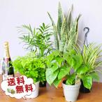 ショッピング観葉植物 観葉植物5株セット 4号サイズ 鉢植え 送料無料