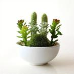 искусственная зелень настольный Mini модный дезодорация кактус суккулентное растение CT катализатор имеется искусственная зелень. Mini pot B