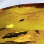 PROME 天然石 一点物 超超超希少！！！ 虫がたくさん 虫入り琥珀 （鑑別書付き）バルト海沿岸地域産  NO.V8949