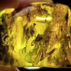 PROME 天然石 一点物 超超超希少！！！ 虫がたくさん 虫入り琥珀 （鑑別書付き）バルト海沿岸地域産 NO.V8962