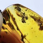 ショッピング天然石 PROME 天然石 一点物 超超超希少！！！ 虫がたくさん 虫入り琥珀 （鑑別書付き）バルト海沿岸地域産 NO.V8951