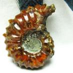 ドゥビレイセラス  化石 t723-1354