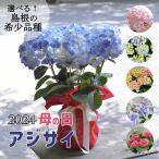 2024年 母の日ギフト  アジサイ 鉢植え 5号鉢 島根の稀少品種 紫陽花 万華鏡 銀河 星あつめ あじさい お届け日指定不可 鉢植え 沖縄諸島部お届け不可 島根県産