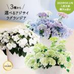 2025年5月上旬お届け商品 アジサイ 母の日 ラグランジア ブライダルシャワー クリスタルヴェール シャンデリーニ 5号鉢 紫陽花 鉢植え