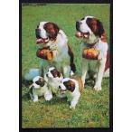  Vintage сенбернар собака /CHIENS de ST. BERNARD -..... обе родители .3 шт. . собака 