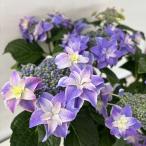 ●アジサイ● 朱雀 あじさい 紫陽花 5号鉢 鉢植えアジサイ