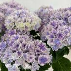 ●アジサイ●【花終わり】 プリンセスシャーロット あじさい 紫陽花 5号鉢 鉢植えアジサイ
