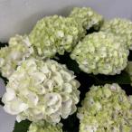 ●アジサイ● マジカルレボリューション シャーベットピンク あじさい 紫陽花 5号鉢 鉢植えアジサイ