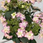 ●アジサイ●【花終わり】 小菊 あじさい 紫陽花 5号鉢 鉢植えアジサイ