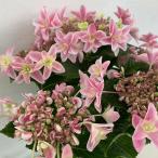 ●アジサイ●【花終わり】 獅子王 あじさい 紫陽花 5号鉢 鉢植えアジサイ