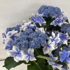 ●アジサイ●【花終わり】 コンペイトウ あじさい 紫陽花 5号鉢 鉢植えアジサイ