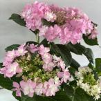 ●アジサイ●歌合せあじさい紫陽花5...