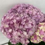 ●アジサイ●　ユーミートゥギャザー　ピンク　あじさい　紫陽花　5号鉢　鉢植えアジサイ