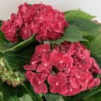 ●アジサイ●【花終わり】 カーリーウーリー あじさい 紫陽花 5号鉢 鉢植えアジサイ