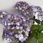 ●アジサイ● ママン あじさい 紫陽花 5号鉢 鉢植えアジサイ