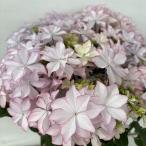 ●アジサイ●【花終わり】 レイ あじさい 紫陽花 5号鉢 鉢植えアジサイ