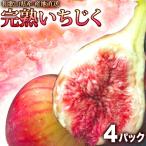 Yahoo! Yahoo!ショッピング(ヤフー ショッピング)いちじく 生 4パック 1.5kg 完熟 イチジク 訳あり 和歌山 無花果 生食用 いちじく 無添加 いちじく食べ方 いちじくジャム レシピ公開中 お取り寄せ 小分け