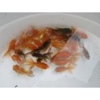 ◆完売◆生体  バルーンオランダ 当歳魚  約5~6センチ （1匹）オランダ/金魚/獅子頭/きんぎょ/国産金魚(金魚小屋-希-福岡)