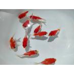 生体 玉サバ 当歳魚 約5センチ（1匹）玉錦/金魚/福ダルマ/和金/きんぎょ/国産金魚【金魚小屋-希-福岡】