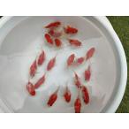生体 更紗玉錦 当歳魚 約7センチ(1匹)玉サバ/金魚/福ダルマ/和金/きんぎょ/国産金魚【金魚小屋-希-福岡】