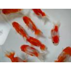 生体 加藤産桜錦 弐歳魚 約6センチ(1匹)らんちゅう/金魚/江戸錦/変わりらんちゅう/きんぎょ/国産金魚【金魚小屋-希-福岡】