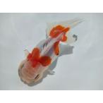 生体 伊勢オランダ 二歳魚(C) 約12〜13センチ(1匹)獅子頭/東錦/ローズテール/金魚/きんぎょ/国産金魚【金魚小屋-希-福岡】