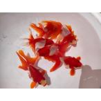 生体 飯田産更紗琉金 三歳魚 約10〜11センチ(1匹)和金/東錦/出目金/棚田産/金魚/きんぎょ/国産金魚【金魚小屋-希-福岡】