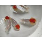  организм China производство .. лев head примерно 8 см (1 шт ) золотая рыбка / кошка голова / изменение золотая рыбка / золотая рыбка /..../ China золотая рыбка [ золотая рыбка маленький магазин -.- Fukuoka ]