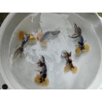 生体浜松産キャリコ水泡眼当歳魚約1...