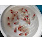 生体飯田産丹頂当歳魚約6〜7センチ...