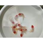 生体飯田産丹頂当歳魚約9センチオラ...