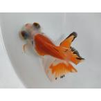 生体 弥富産 蝶尾C 二歳魚 約8〜9センチ（1匹）チョービ/出目金/ローズテール/金魚/きんぎょ/国産金魚【金魚小屋-希-福岡】