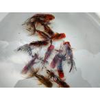 生体 鈴木系東錦 約9〜10センチ（1匹）オランダ/琉金/ローズテール/金魚/きんぎょ/国産金魚【金魚小屋-希-福岡】