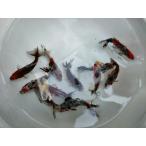 生体木下産キャリコ和金約8〜9セン...