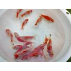  организм дерево внизу производство Sakura Japanese wakin примерно 8 см (1 шт ). документ золотой / комета / Ryuukin / Голландия / золотая рыбка /..../ местного производства золотая рыбка [ золотая рыбка маленький магазин -.- Fukuoka ]